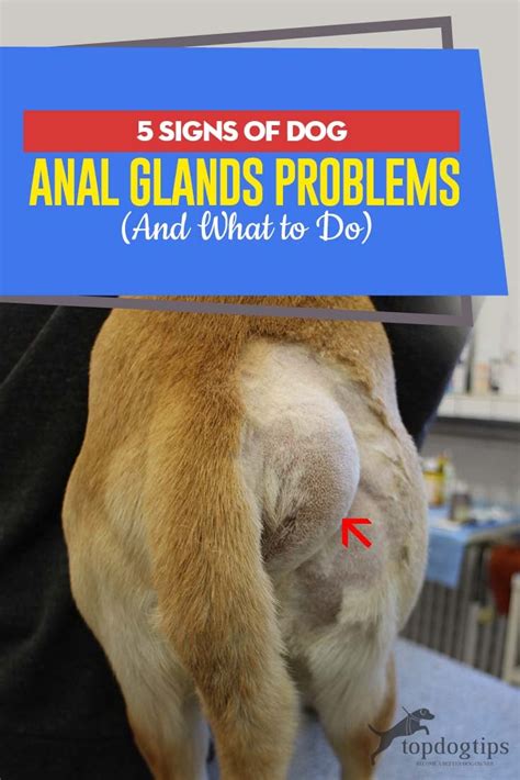 anal gland leak|Why Does My Dogs Anal Glands Keep Leaking